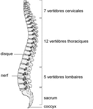 Les courbes vertébrales