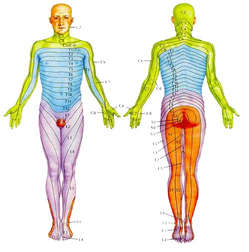 dermatome