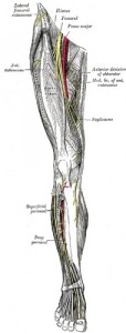 Vue antérieure de la jambe, nerf fémoral