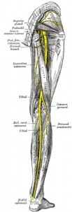 Vue postérieur de la jambe, nerf sciatique