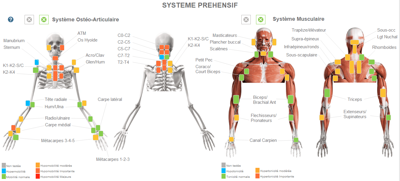 Système préhensif ; ostéo-articulaire et musculaire