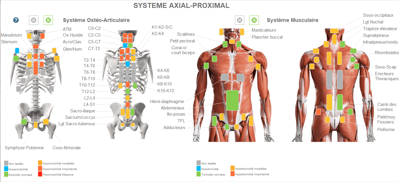 Système Axial proximal : ostéo-articulaire et musculaire