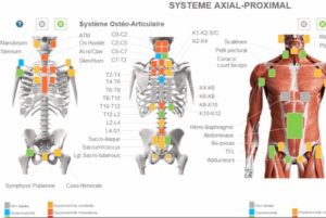 Saisie du diagnostique axial proximal sur le logiciel d'ostéopathie